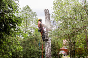 Tree Trimming