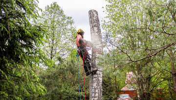 Tree Trimming